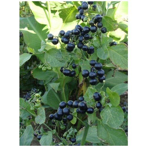 ���� ������ �������� (Solanum retroflexum), 15 ���� ������ ������