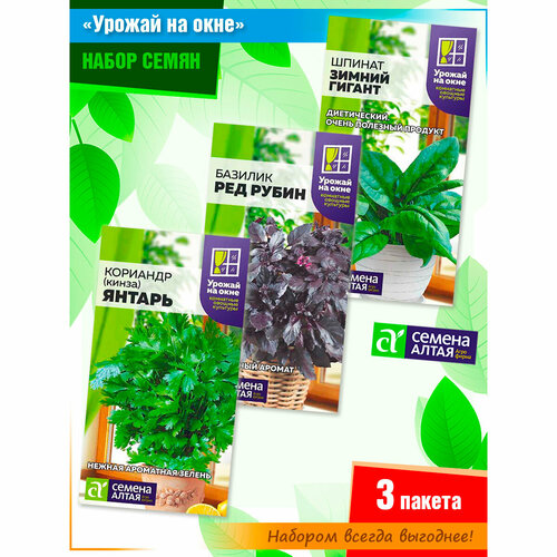 ���� ����� ����� 