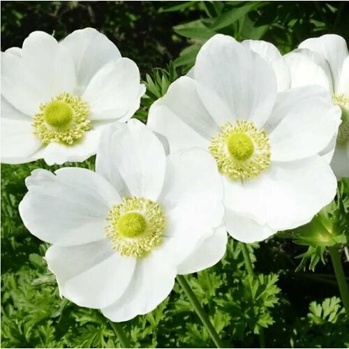 ���� ������� ������� �. �. 5-6 ����� 9 ��. ������ ������