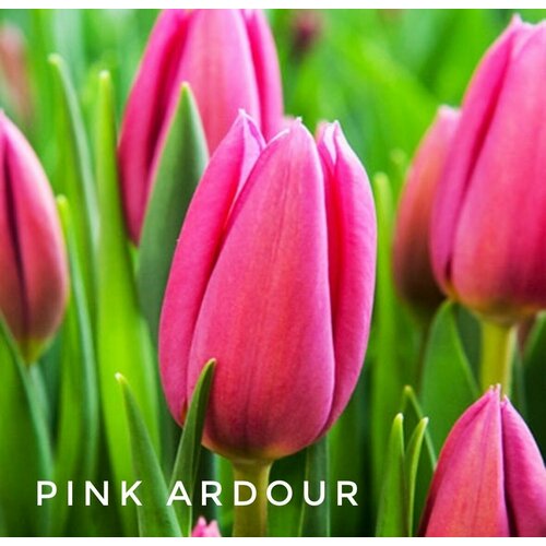 ���� �������� Pink Ardour, ���� ������, 3 �� ������ ������