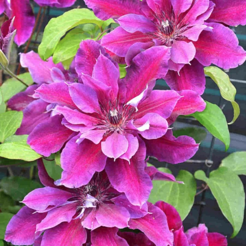 ���� �������� ��� ����� (1 ������� � ������ 15-25 ��). Szkolka roslin A.M (������) ������ ������